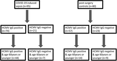 Exploring the relationship between HCMV serostatus and outcomes in COVID-19 sepsis